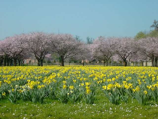 Schlosspark Schwetzingen Narzissenbl&uuml;te